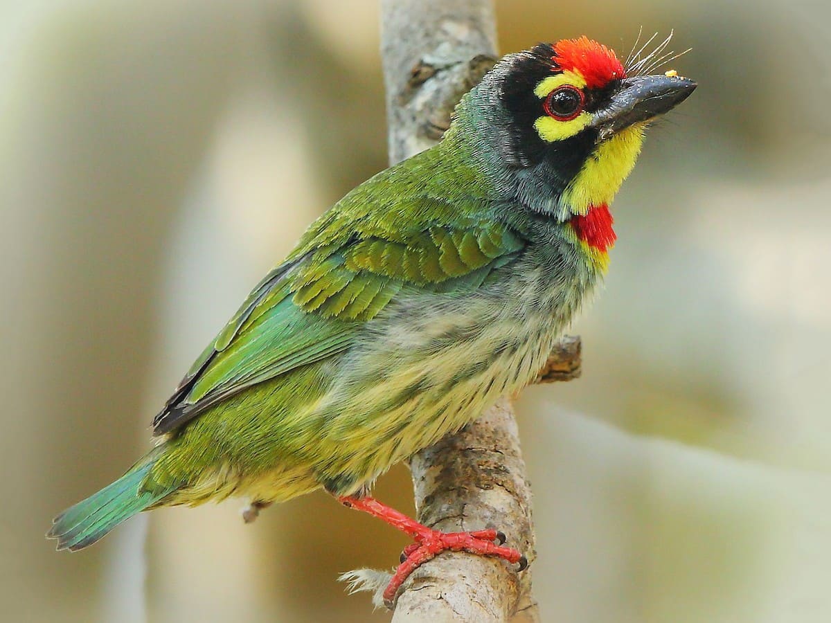 Coppersmith Barbet